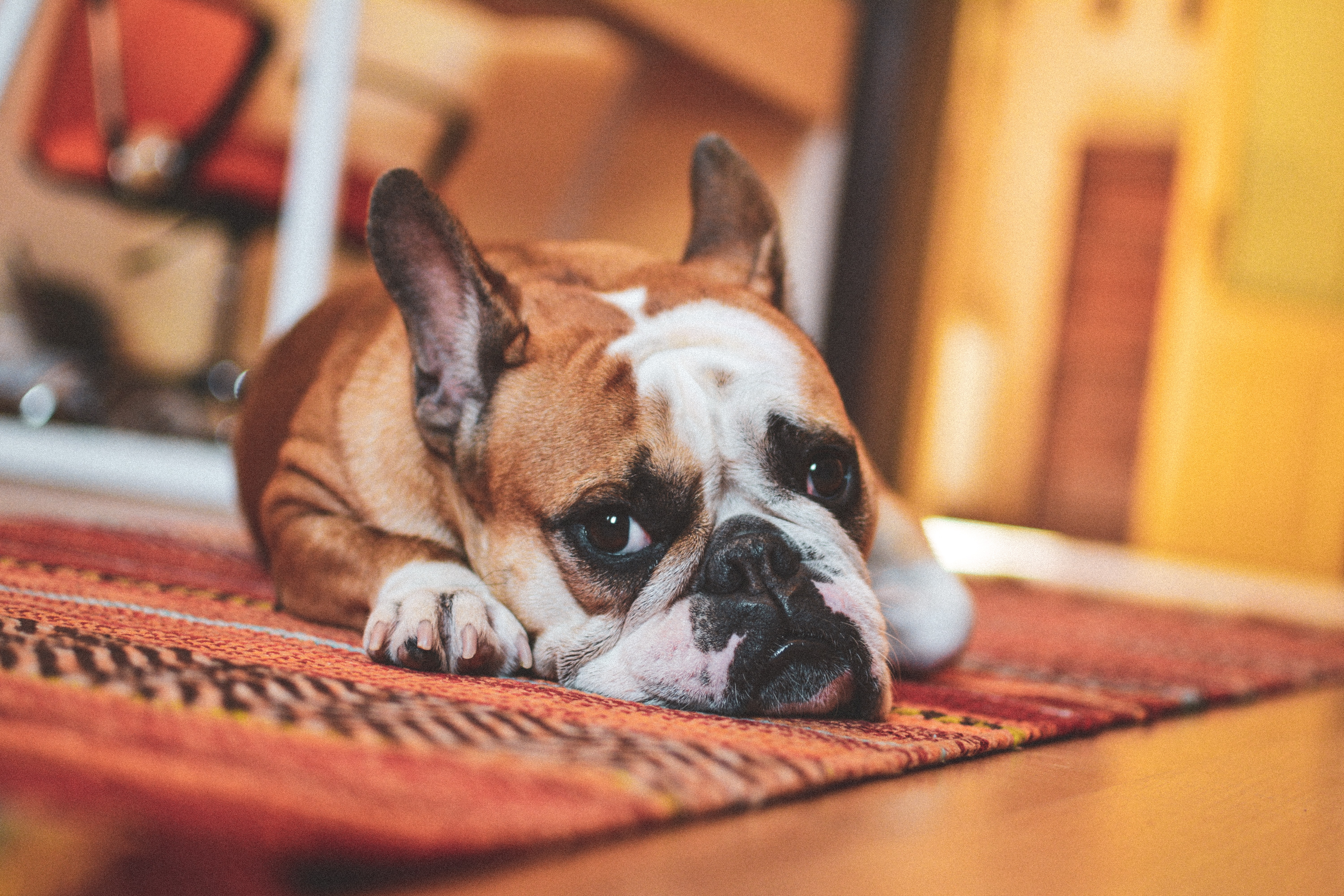 Carpet Cleaning